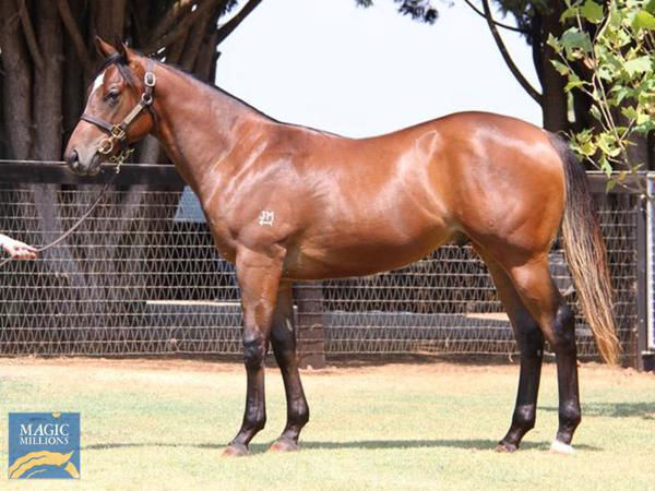 Snitzonfire a $425,000 Magic Millions Yearling