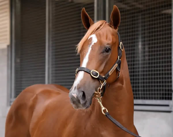 $1.4million Snitzel filly from In Times of War.