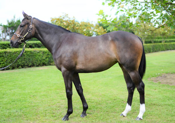 Lovely filly in the making, So Dazzling was a $200,000 Karaka Book 1 purchase.