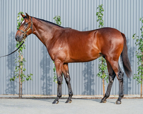 $260,000 Inglis Easter Yearling Graduate So Suave, a Full-Brother to Champion Verry Elleegant