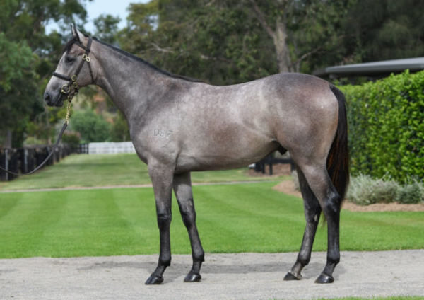 Do You Think So was a $120,000 Inglis Easter purchase. 