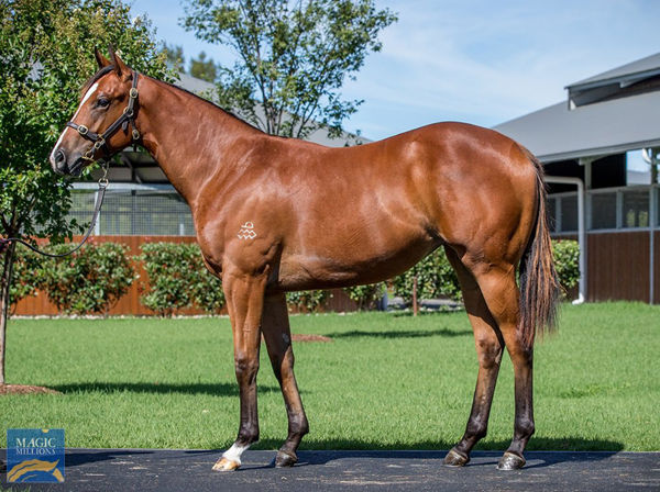 Soaring Ambition a $270,000 Magic Millions yearling