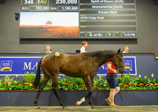 Sale-topping $230,000 Spirit of Boom filly from Imanoremiss.