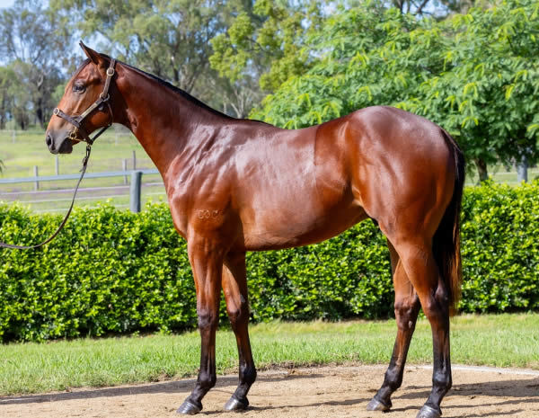 $575,000 Spirit of Boom colt from Pure Purrfection