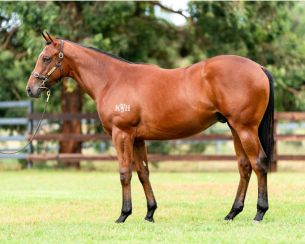 Sociable was a $340,000 Inglis Easter purchase.