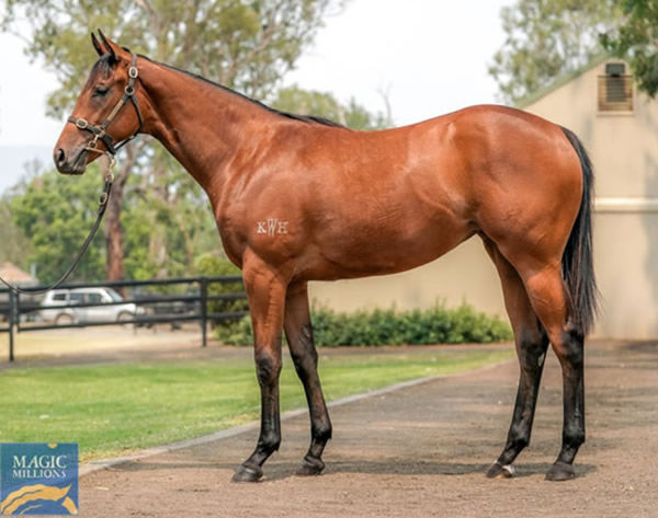 Socialist was a $130,000 Magic Millions purchase from the Kitchwin Hills draft.