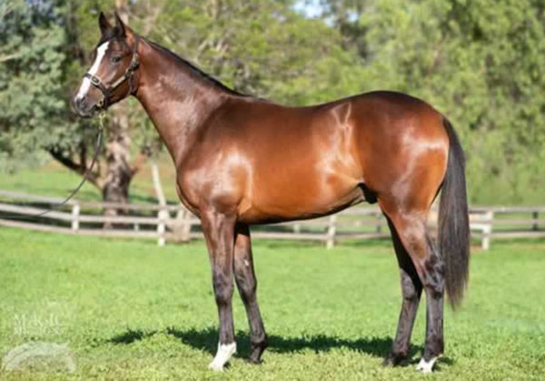 So Let's Toast was a $135,000 Magic Millions purchase from the Willow Park draft