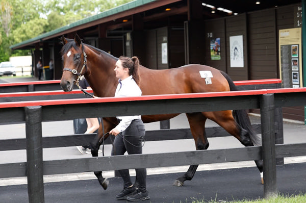 $500,000 Sword of State colt from O'Carol