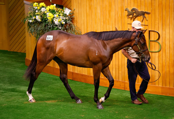 Lot 585 Sword of State - Palace Whispers. Photo: Angelique Bridson 