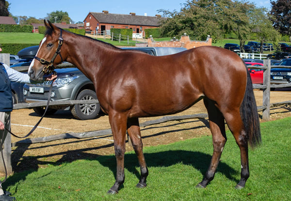 Sounds of Heavan made 650,000 guineas as a yearling.