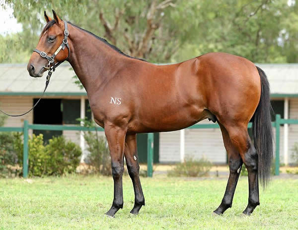Southern Lad a $75,000 Inglis Easter Yearling