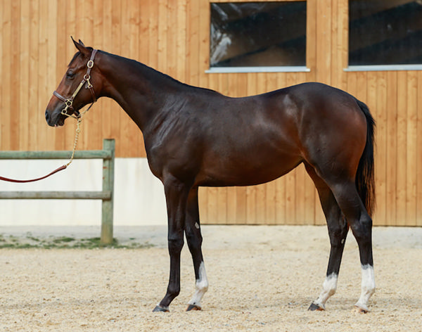 Splash Back Was Purchased From The 2021 Arqana October Yearling Sale For €100,000