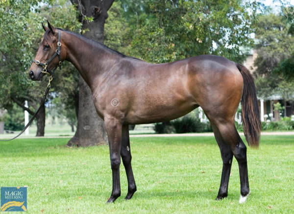 Spicy Hotpot was a $130,000 Magic Millions purchase.