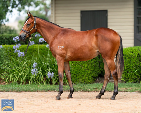 Just $30,000 Was Needed To Purchase Spicy Lu from Vinery Stud's Magic Millions Draft