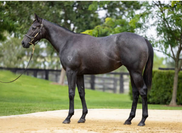 Spirit of Wealth was a $90,000 Inglis Classic purchase.