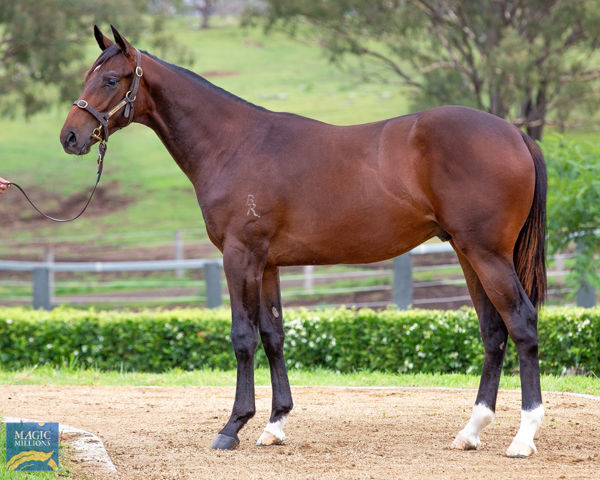Spirit Of Boom half-brother to Finance Tycoon heading to the Magic Millions