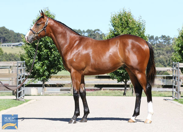 Spiritualised a $575,000 Magic Millions Yearling