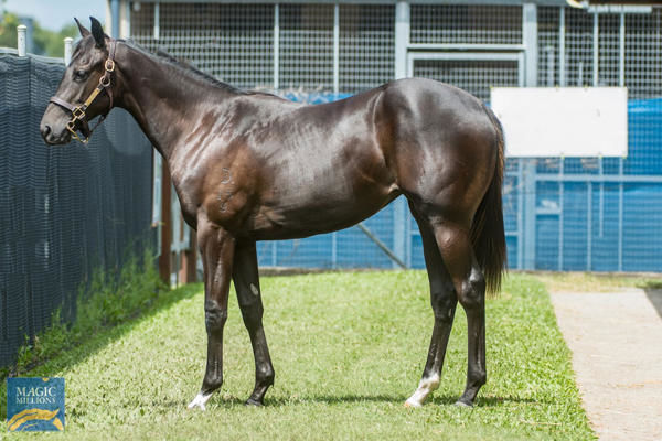 Sprit Of Milan a $100,000 Magic Millions March yearling