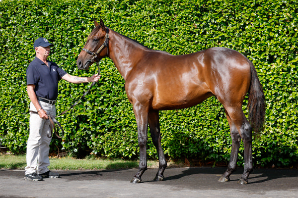 Lot 4 - Super Seth colt from Navy Beach.