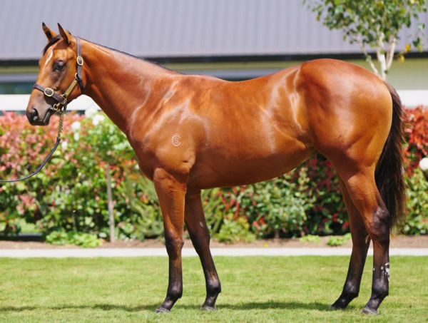 Super Seth colt from Racing Nadine looked like this as a yearling selling for $115,000.