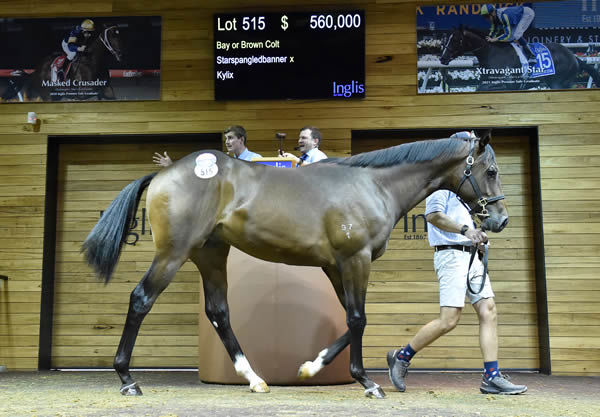 $560,000 Starspangledbanner colt from Kylix