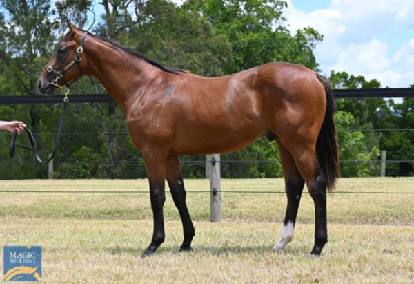 Stallone was a $300,000 Magic Millions purchase.