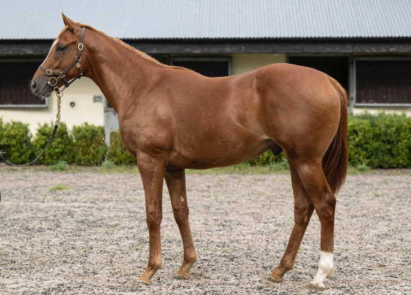 Stanhope Gardens made 210,000 guineas at Tattersalls October Yearling Sale Book 2.