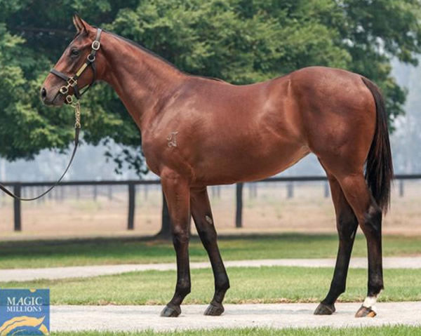 Star of Chaos as a yearling.