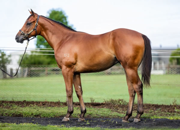 This $120,000 Inglis Classic yearling has gone on to become an NZB Ready to Run history maker!