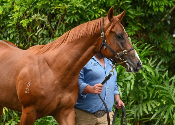 $230,000 Star Turn colt from Highly Geared - image Magic Millions