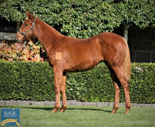 A $5,000 weanling purchase from the Magic Millions Online Rosemont Stud Dispersal Sale.