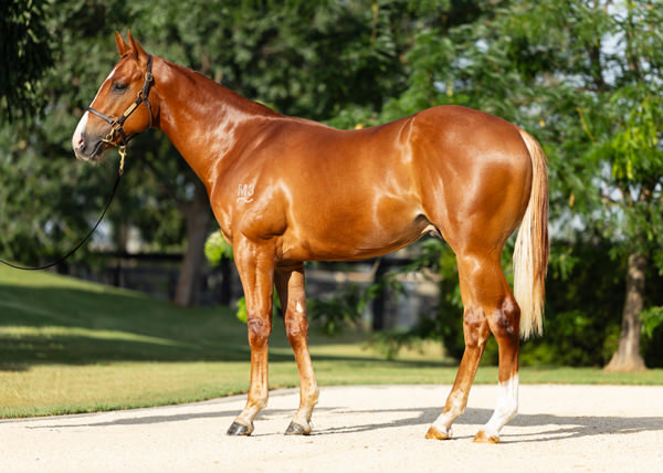 State of Rest (IRE) colt from Matronymic.