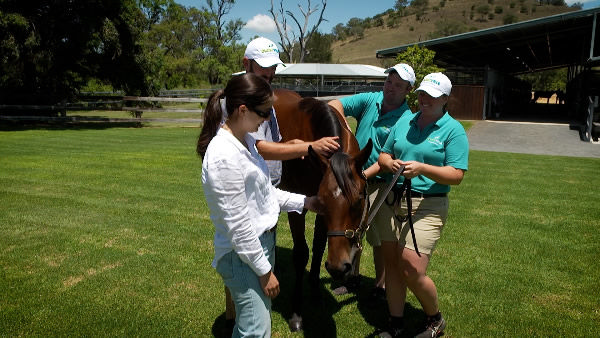 Alma Vale Thoroughbreds have received a big pedigree update for Lot 241, the half-sister to debut 2YO winner Field of Play - read about him here.