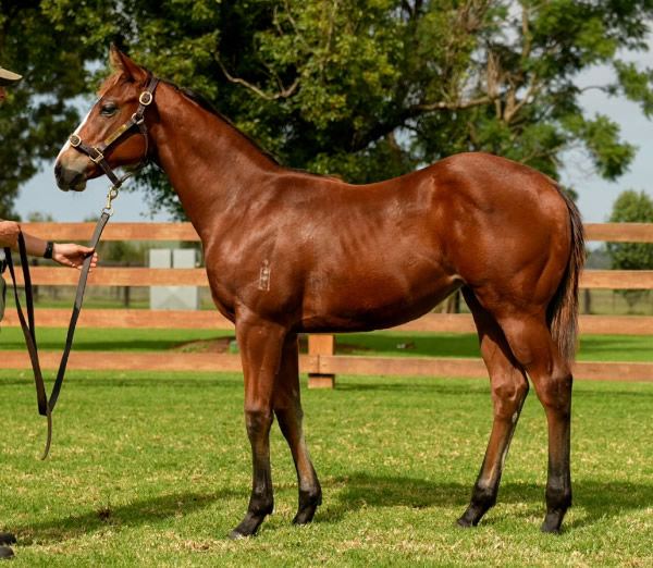 $170,000 Stay Inside filly from Oh My Mimi.