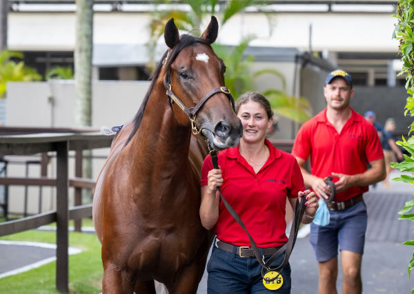 Stay Inside colt from Bleu Zebra sold for $1million.