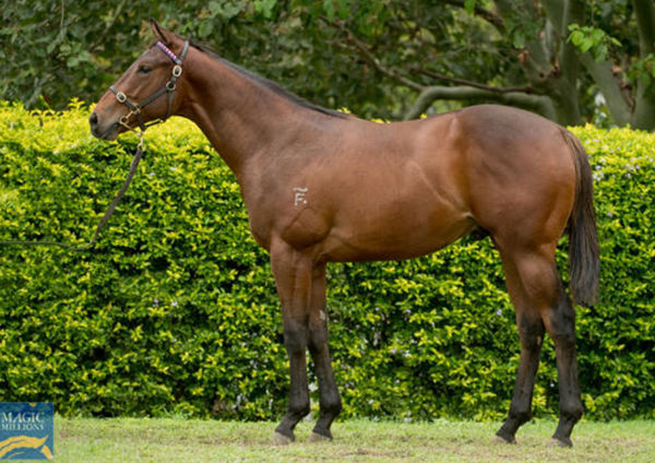 Steady Ready was a $70,000 MM Book 2 yearling purchase.