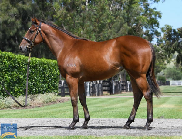 At $700,000, Steel City is the most expensive yearling ever for Merchant Navy.
