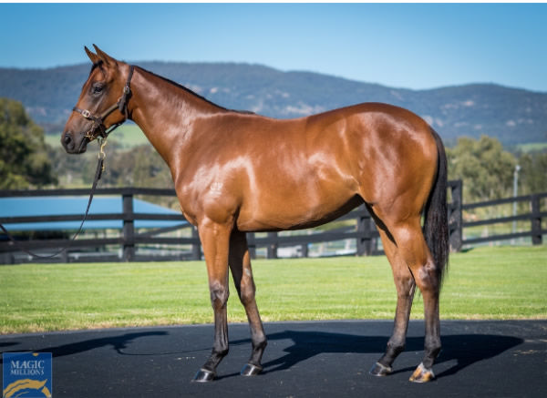 Stefi Magnetica was a $140,000 Magic Millions purchase.