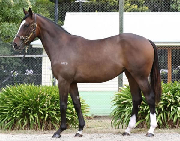 Steinem a $400,000 Inglis Easter yearling