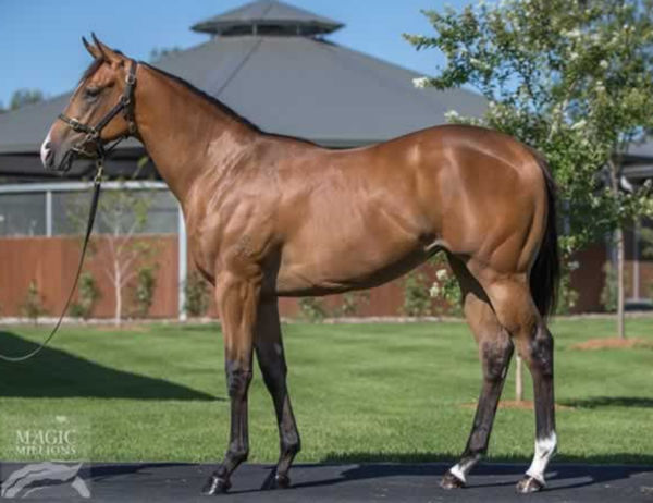 Stellar Pauline was the most expensive yearling by Not a Single Doubt sold at Magic Millions 2019 