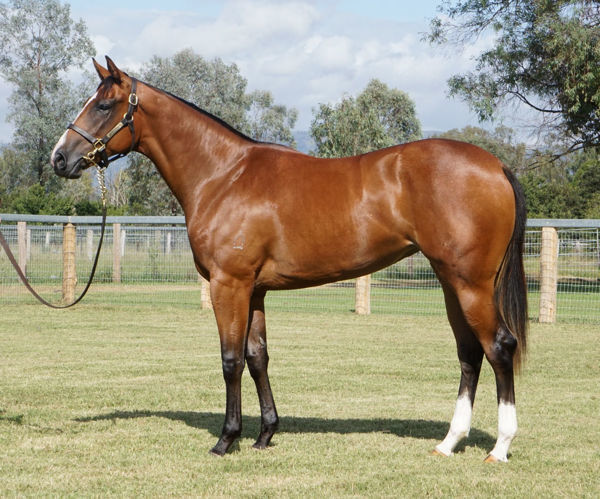Still Alice as a yearling