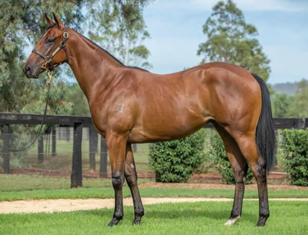 $800,000 Inglis Easter yearling purchase Still Reigning  