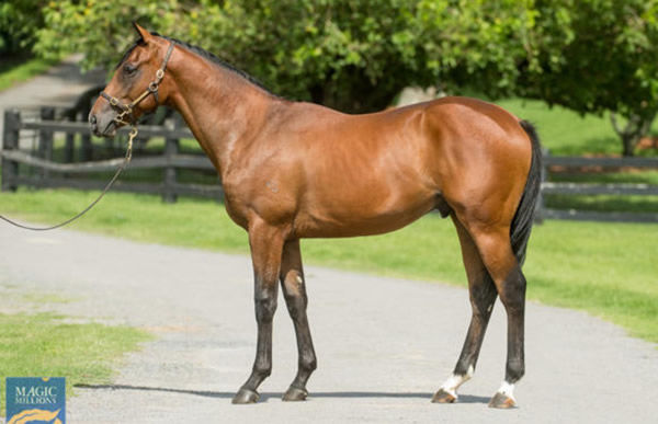 Stonecoat as a yearling