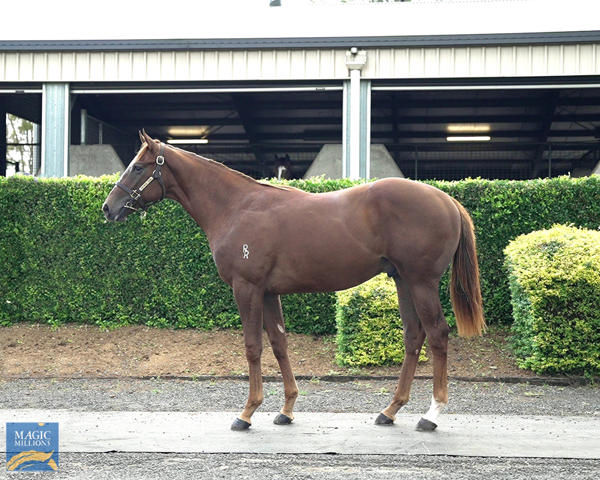 Storm Rider was an $80,000 MM March Sale purchase for Merrick Staunton.