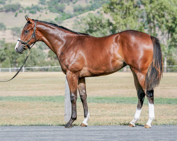 Stormborn was passed in shy of her $80,000 reserve at the Inglis Classic