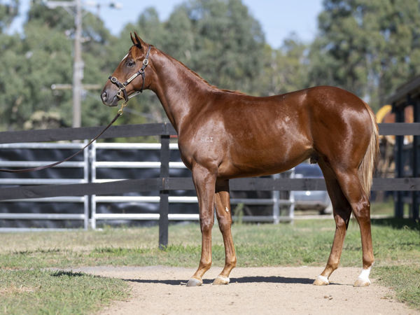 Stormy Grove was a $135,000 Inglis Premier purchase.