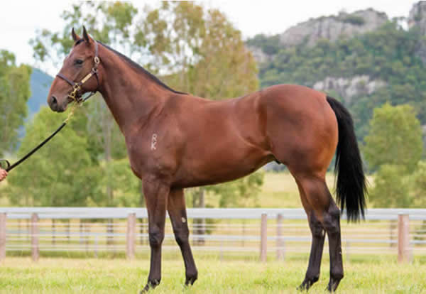 Stormy Rock as a yearling