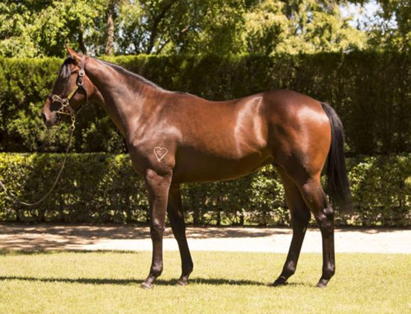 Straight Arron was a $270,000 Inglis Easter purchase.