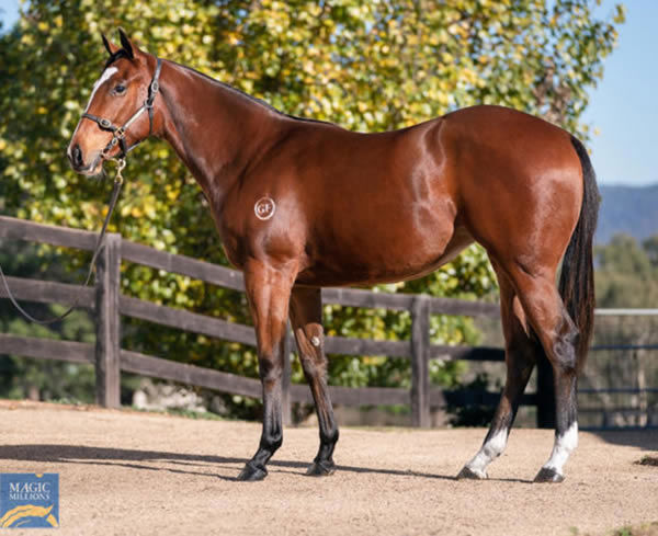 Strangeless was a $120,000 Magic Millions National Yearling Sale purchase.