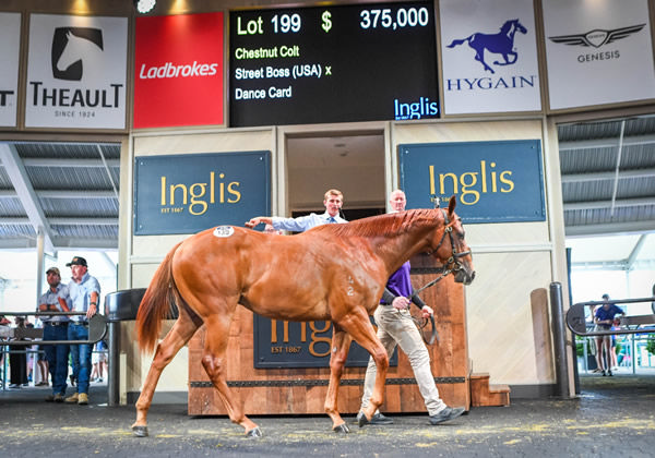 $375,000 Street Boss (USA) colt from Dance Card topped Day 1 for Bhima Thoroughbreds.